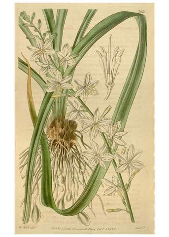 Reproducción/Reproduction 35209386426: Curtis's botanical magazine.. London ; New York [etc.] :Academic Press [etc.]