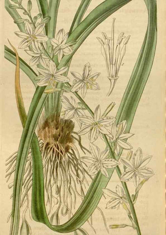 Reproducción/Reproduction 35209386426: Curtis's botanical magazine.. London ; New York [etc.] :Academic Press [etc.]