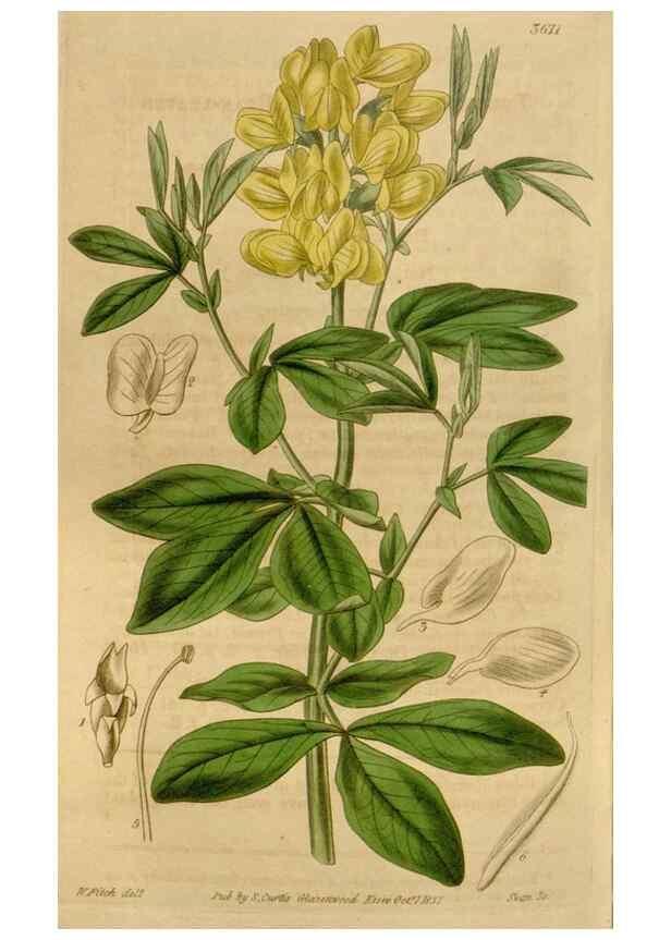 Reproducción/Reproduction 35209389696: Curtis's botanical magazine.. London ; New York [etc.] :Academic Press [etc.]