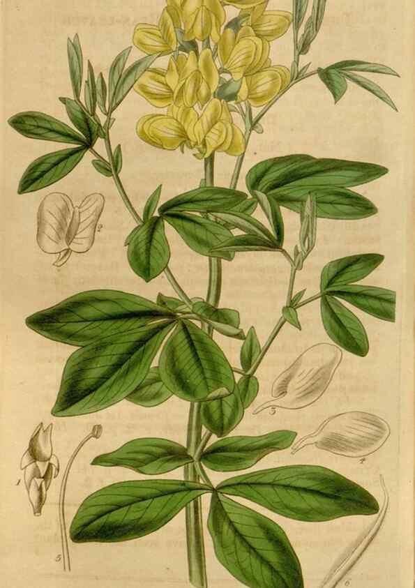 Reproducción/Reproduction 35209389696: Curtis's botanical magazine.. London ; New York [etc.] :Academic Press [etc.]