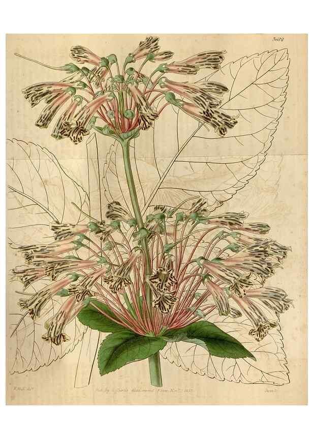 Reproducción/Reproduction 35209393436: Curtis's botanical magazine.. London ; New York [etc.] :Academic Press [etc.]