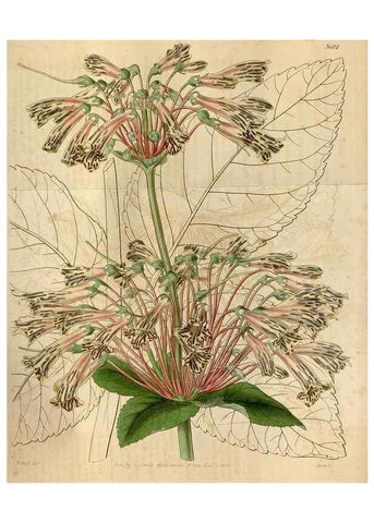 Reproducción/Reproduction 35209393436: Curtis's botanical magazine.. London ; New York [etc.] :Academic Press [etc.]