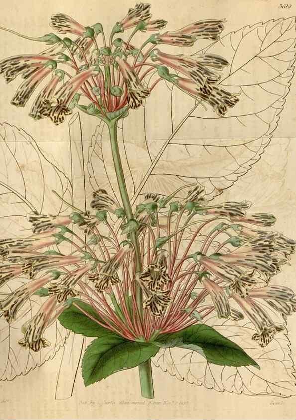 Reproducción/Reproduction 35209393436: Curtis's botanical magazine.. London ; New York [etc.] :Academic Press [etc.]