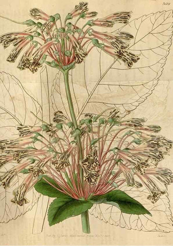 Reproducción/Reproduction 35209393436: Curtis's botanical magazine.. London ; New York [etc.] :Academic Press [etc.]