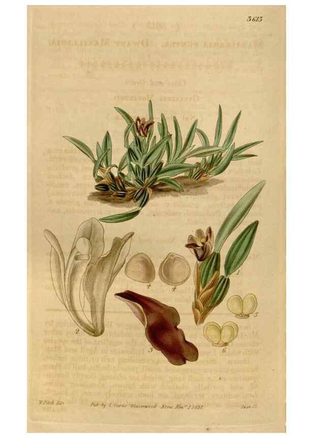 Reproducción/Reproduction 35209396236: Curtis's botanical magazine.. London ; New York [etc.] :Academic Press [etc.]