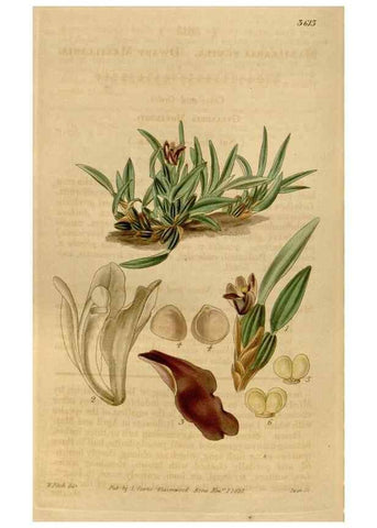 Reproducción/Reproduction 35209396236: Curtis's botanical magazine.. London ; New York [etc.] :Academic Press [etc.]