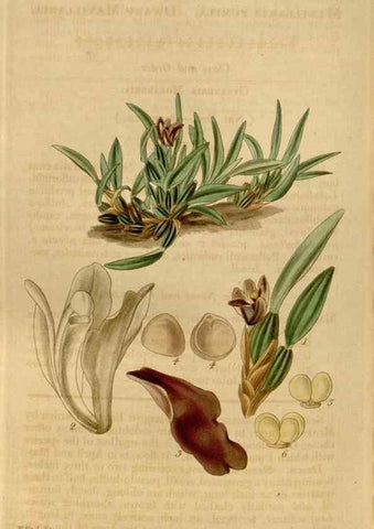 Reproducción/Reproduction 35209396236: Curtis's botanical magazine.. London ; New York [etc.] :Academic Press [etc.]