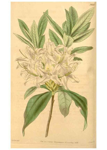 Reproducción/Reproduction 34440375793: Curtis's botanical magazine.. London ; New York [etc.] :Academic Press [etc.]