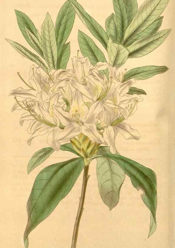 Reproducción/Reproduction 34440375793: Curtis's botanical magazine.. London ; New York [etc.] :Academic Press [etc.]