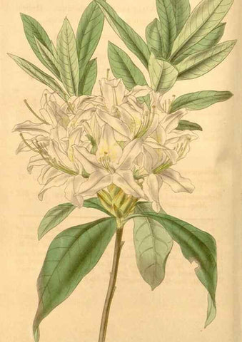 Reproducción/Reproduction 34440375793: Curtis's botanical magazine.. London ; New York [etc.] :Academic Press [etc.]