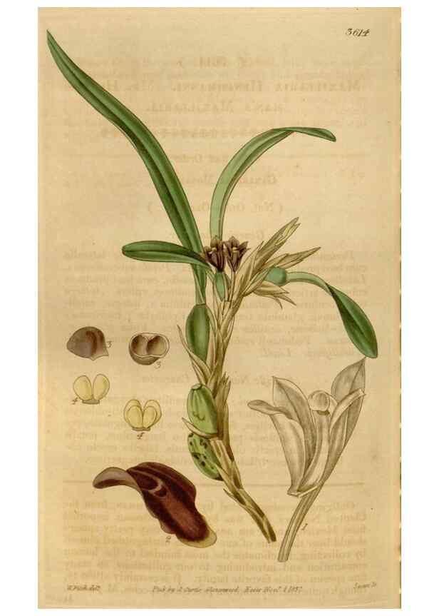 Reproducción/Reproduction 34440263143: Curtis's botanical magazine.. London ; New York [etc.] :Academic Press [etc.]