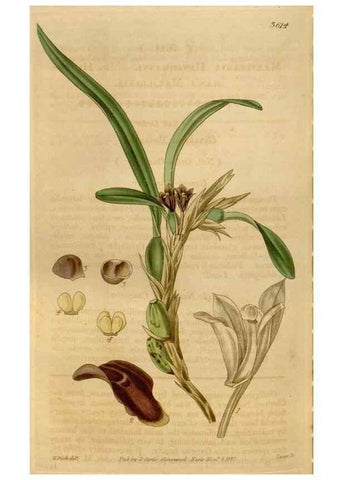 Reproducción/Reproduction 34440263143: Curtis's botanical magazine.. London ; New York [etc.] :Academic Press [etc.]
