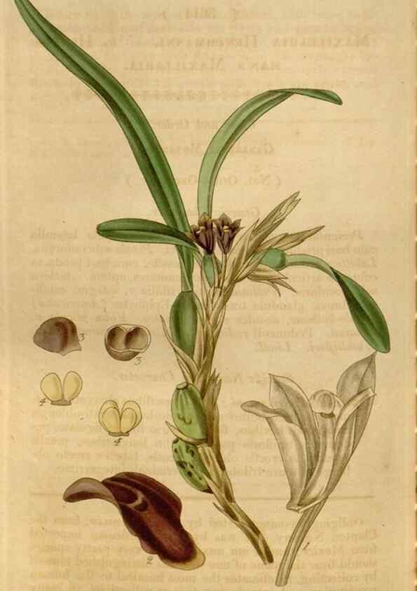 Reproducción/Reproduction 34440263143: Curtis's botanical magazine.. London ; New York [etc.] :Academic Press [etc.]