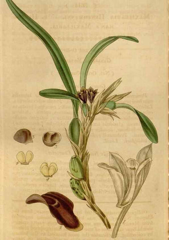 Reproducción/Reproduction 34440263143: Curtis's botanical magazine.. London ; New York [etc.] :Academic Press [etc.]