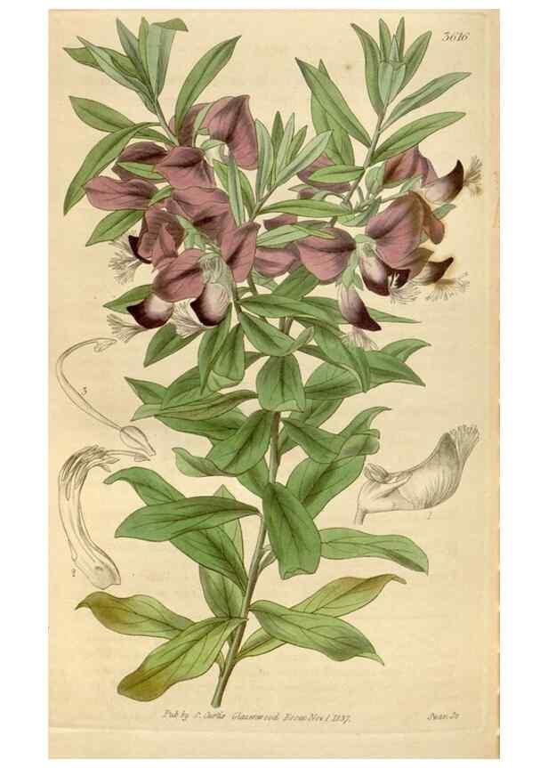 Reproducción/Reproduction 35083947202: Curtis's botanical magazine.. London ; New York [etc.] :Academic Press [etc.]