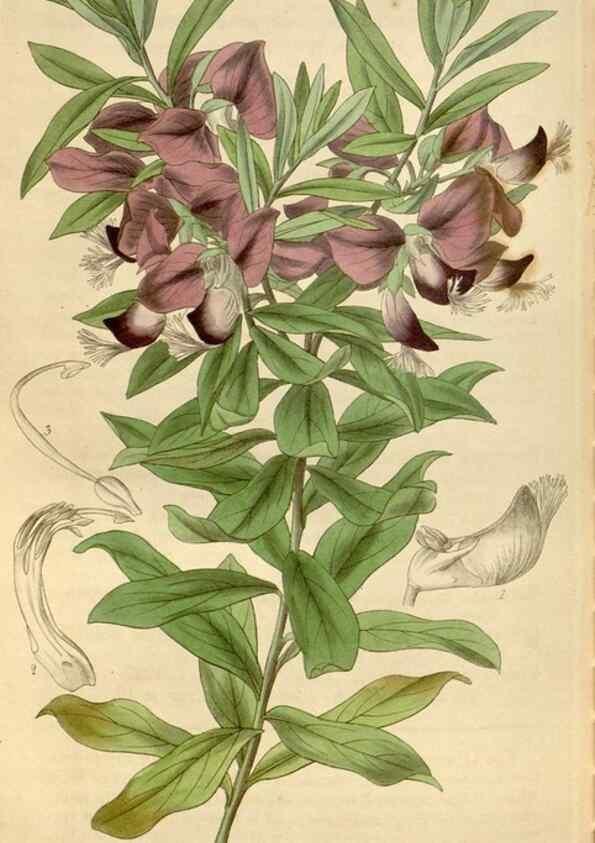 Reproducción/Reproduction 35083947202: Curtis's botanical magazine.. London ; New York [etc.] :Academic Press [etc.]