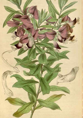 Reproducción/Reproduction 35083947202: Curtis's botanical magazine.. London ; New York [etc.] :Academic Press [etc.]