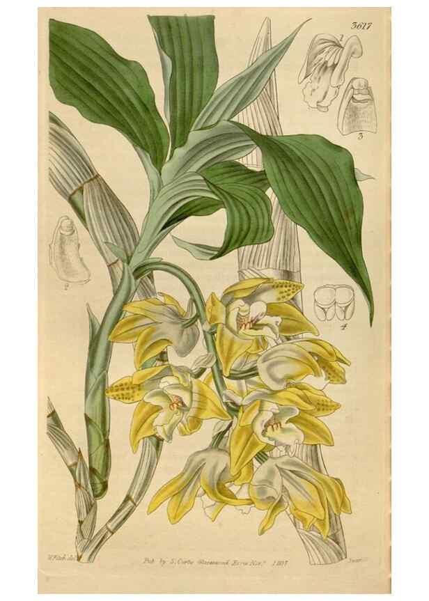 Reproducción/Reproduction 34440271753: Curtis's botanical magazine.. London ; New York [etc.] :Academic Press [etc.]