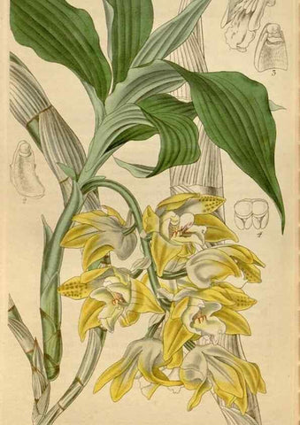 Reproducción/Reproduction 34440271753: Curtis's botanical magazine.. London ; New York [etc.] :Academic Press [etc.]