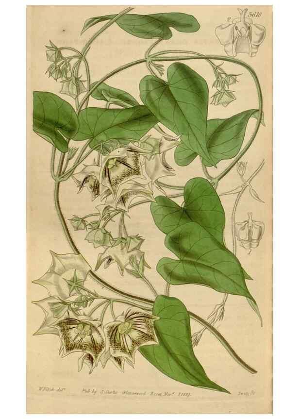 Reproducción/Reproduction 34862254600: Curtis's botanical magazine.. London ; New York [etc.] :Academic Press [etc.]