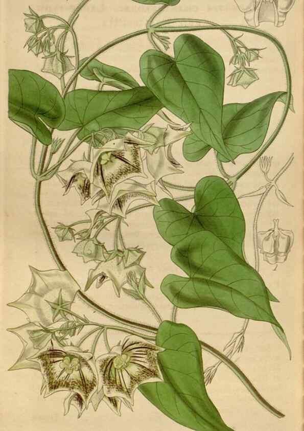 Reproducción/Reproduction 34862254600: Curtis's botanical magazine.. London ; New York [etc.] :Academic Press [etc.]