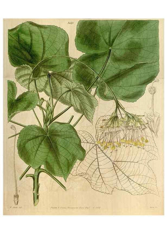 Reproducción/Reproduction 35119588341: Curtis's botanical magazine.. London ; New York [etc.] :Academic Press [etc.]