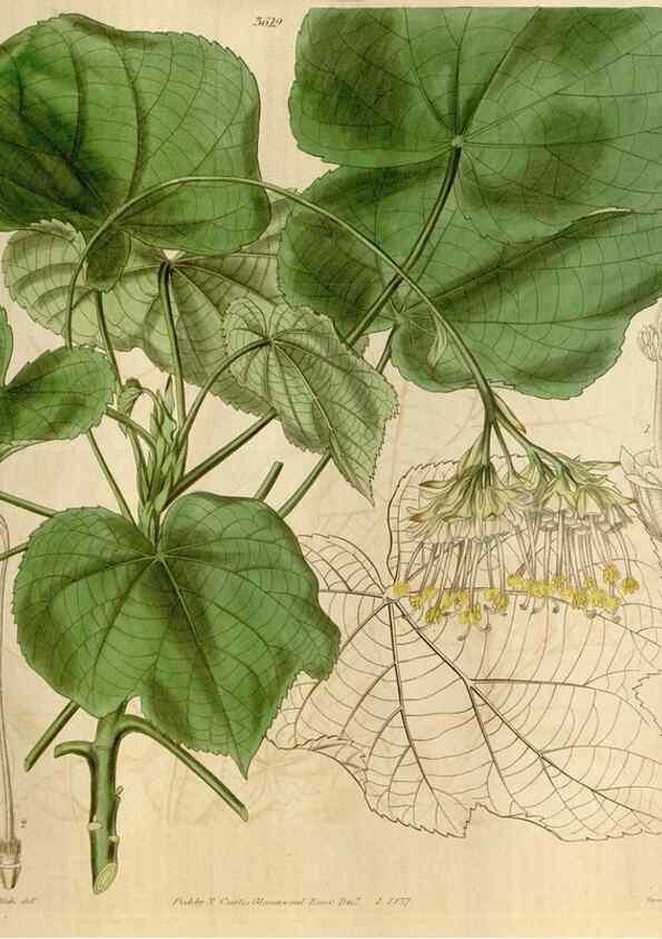 Reproducción/Reproduction 35119588341: Curtis's botanical magazine.. London ; New York [etc.] :Academic Press [etc.]