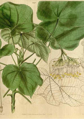 Reproducción/Reproduction 35119588341: Curtis's botanical magazine.. London ; New York [etc.] :Academic Press [etc.]