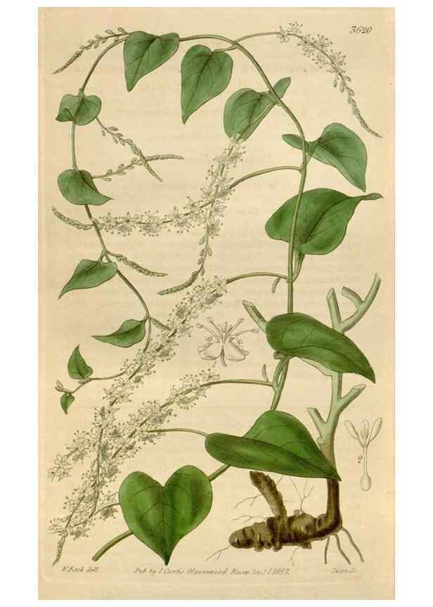 Reproducción/Reproduction 34440279103: Curtis's botanical magazine.. London ; New York [etc.] :Academic Press [etc.]