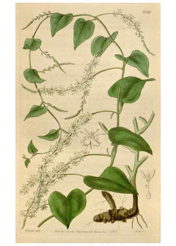 Reproducción/Reproduction 34440279103: Curtis's botanical magazine.. London ; New York [etc.] :Academic Press [etc.]