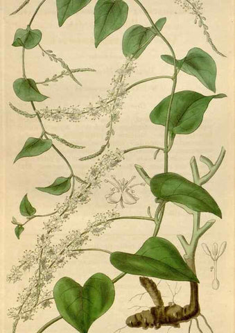 Reproducción/Reproduction 34440279103: Curtis's botanical magazine.. London ; New York [etc.] :Academic Press [etc.]