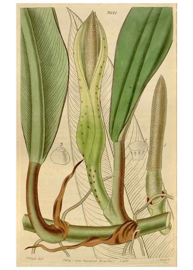 Reproducción/Reproduction 35119596791: Curtis's botanical magazine.. London ; New York [etc.] :Academic Press [etc.]