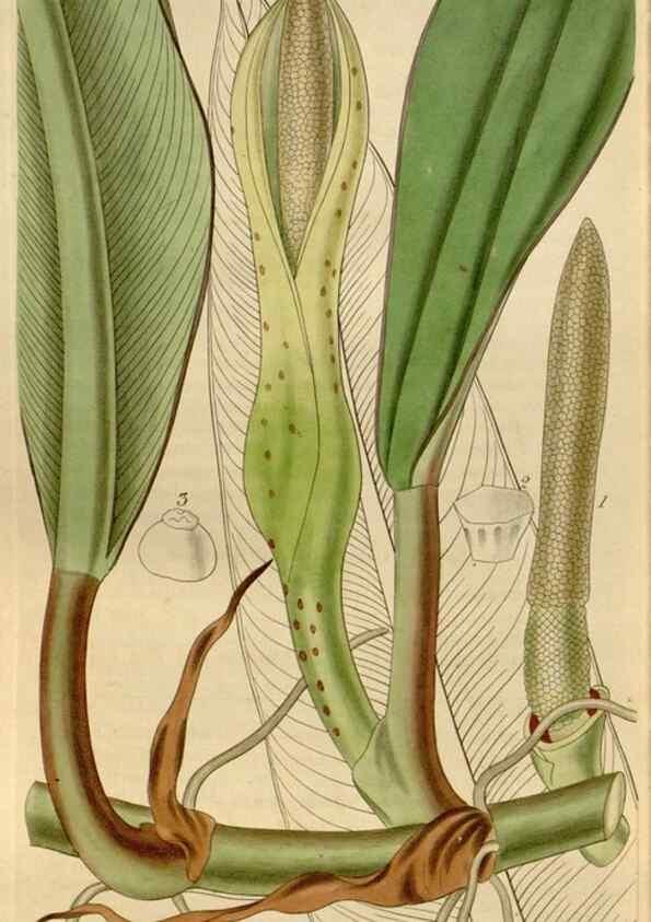 Reproducción/Reproduction 35119596791: Curtis's botanical magazine.. London ; New York [etc.] :Academic Press [etc.]