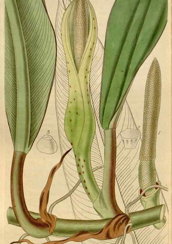 Reproducción/Reproduction 35119596791: Curtis's botanical magazine.. London ; New York [etc.] :Academic Press [etc.]