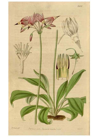 Reproducción/Reproduction 35083955722: Curtis's botanical magazine.. London ; New York [etc.] :Academic Press [etc.]