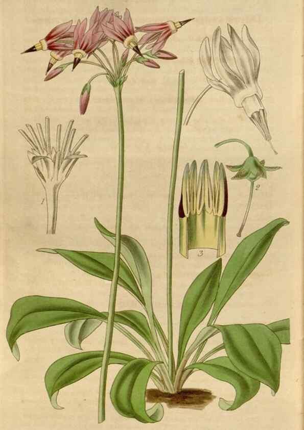 Reproducción/Reproduction 35083955722: Curtis's botanical magazine.. London ; New York [etc.] :Academic Press [etc.]