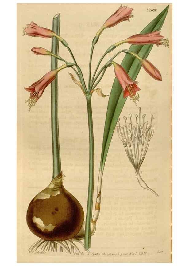 Reproducción/Reproduction 34862249470: Curtis's botanical magazine.. London ; New York [etc.] :Academic Press [etc.]