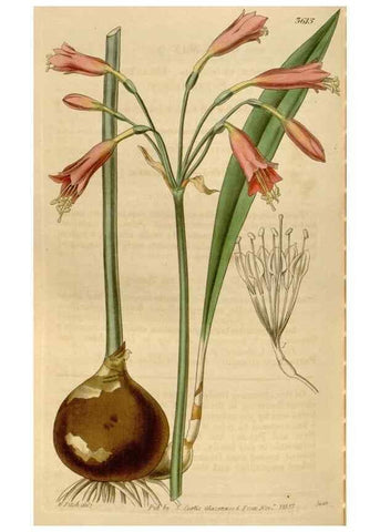 Reproducción/Reproduction 34862249470: Curtis's botanical magazine.. London ; New York [etc.] :Academic Press [etc.]