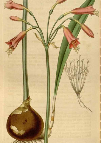 Reproducción/Reproduction 34862249470: Curtis's botanical magazine.. London ; New York [etc.] :Academic Press [etc.]