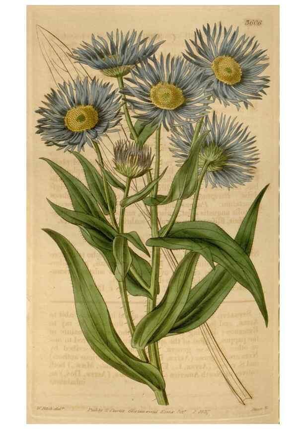Reproducción/Reproduction 34862228230: Curtis's botanical magazine.. London ; New York [etc.] :Academic Press [etc.]