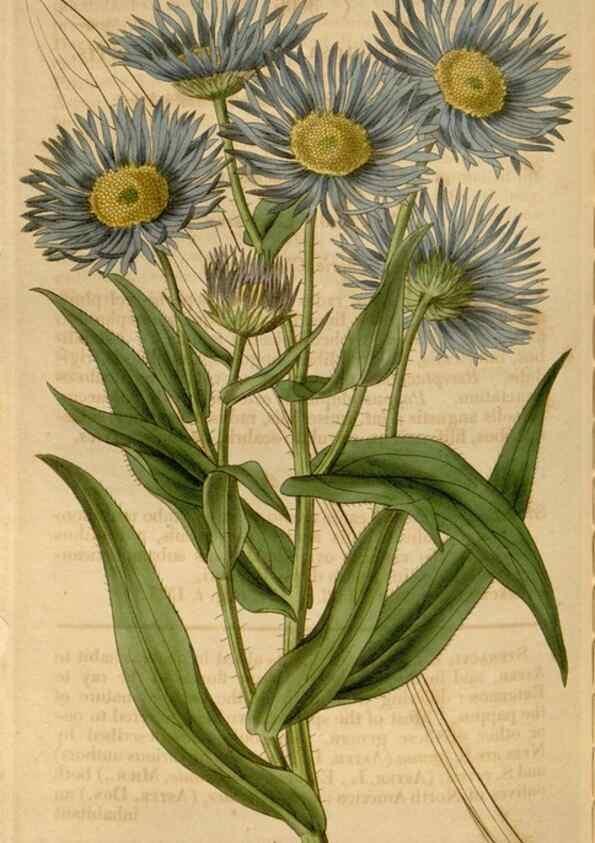 Reproducción/Reproduction 34862228230: Curtis's botanical magazine.. London ; New York [etc.] :Academic Press [etc.]