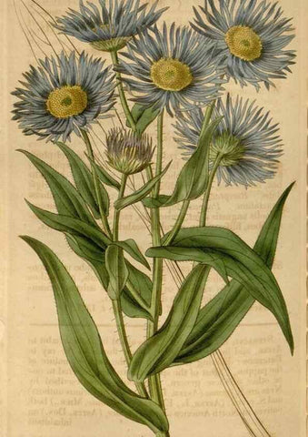 Reproducción/Reproduction 34862228230: Curtis's botanical magazine.. London ; New York [etc.] :Academic Press [etc.]