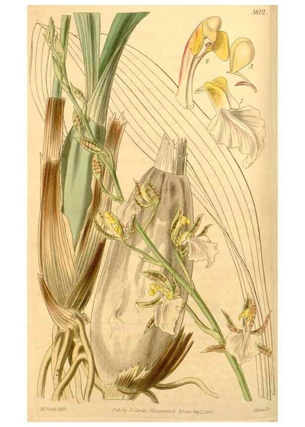 Reproducción/Reproduction 34440378963: Curtis's botanical magazine.. London ; New York [etc.] :Academic Press [etc.]