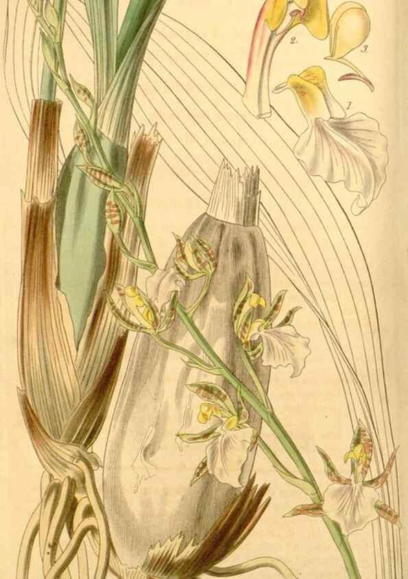 Reproducción/Reproduction 34440378963: Curtis's botanical magazine.. London ; New York [etc.] :Academic Press [etc.]