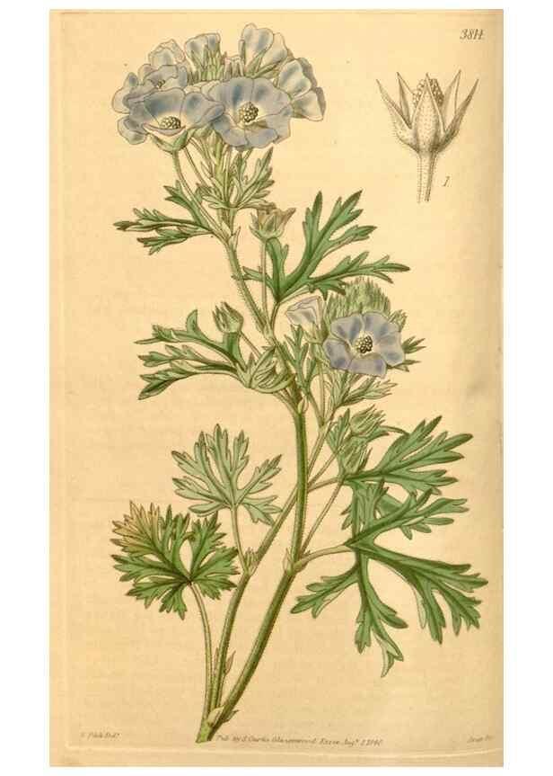 Reproducción/Reproduction 34440384913: Curtis's botanical magazine.. London ; New York [etc.] :Academic Press [etc.]