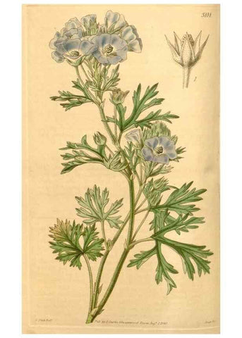 Reproducción/Reproduction 34440384913: Curtis's botanical magazine.. London ; New York [etc.] :Academic Press [etc.]