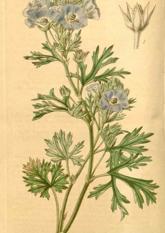 Reproducción/Reproduction 34440384913: Curtis's botanical magazine.. London ; New York [etc.] :Academic Press [etc.]