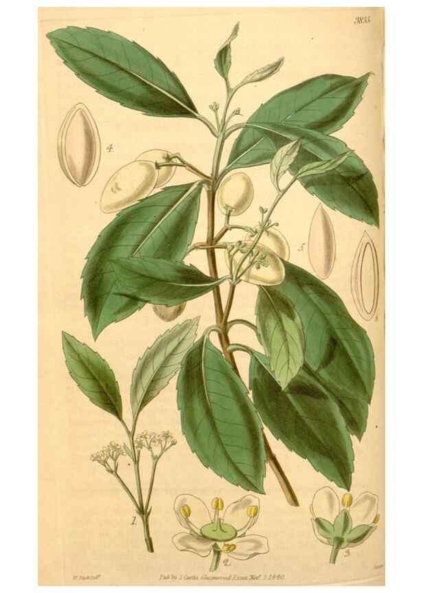 Reproducción/Reproduction 35209603666: Curtis's botanical magazine.. London ; New York [etc.] :Academic Press [etc.]
