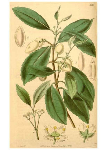Reproducción/Reproduction 35209603666: Curtis's botanical magazine.. London ; New York [etc.] :Academic Press [etc.]
