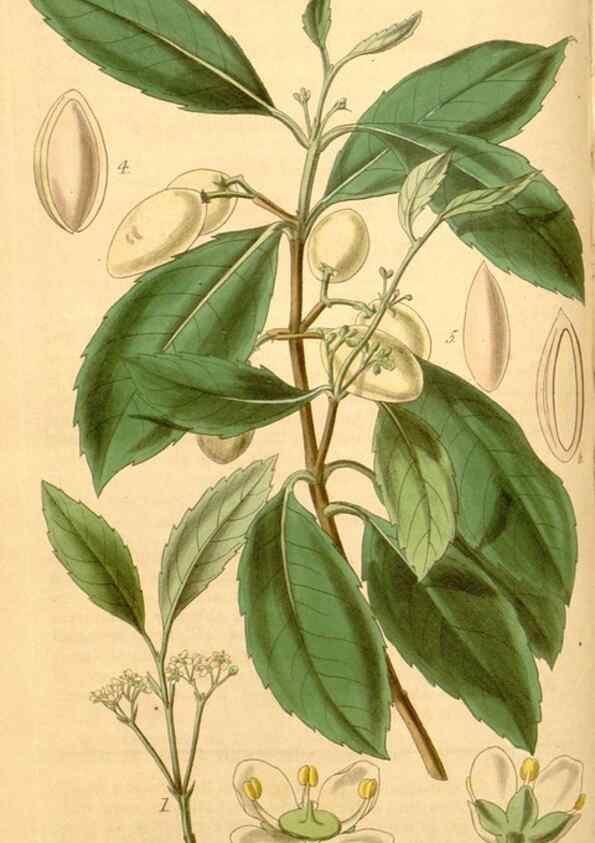 Reproducción/Reproduction 35209603666: Curtis's botanical magazine.. London ; New York [etc.] :Academic Press [etc.]